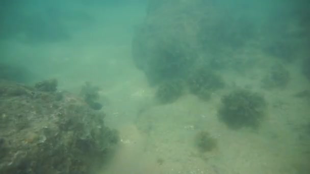 Group of coral fish in Andaman Sea — Stock Video