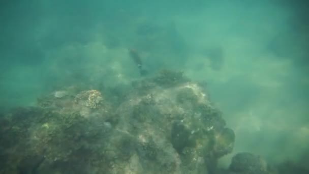 Groupe de poissons coralliens dans la mer d'Andaman — Video