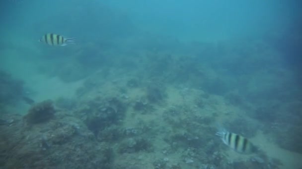 Группа коралловых рыб в Андаманском море — стоковое видео