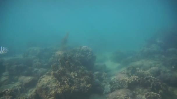 Groep van koraal vissen in de Andaman Zee — Stockvideo