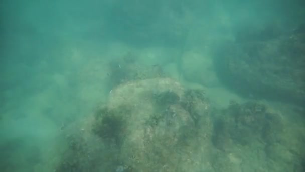 Grupp av korall fisk i Andamansjön — Stockvideo