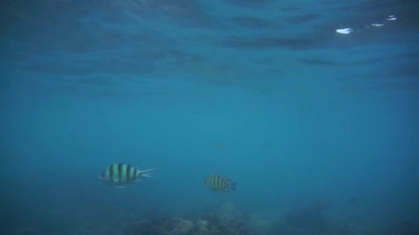 Grupo de peces de coral en el Mar de Andamán — Vídeo de stock