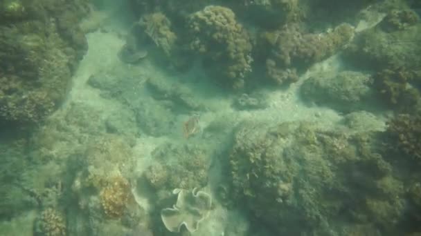 Group of coral fish in Andaman Sea — Stock Video