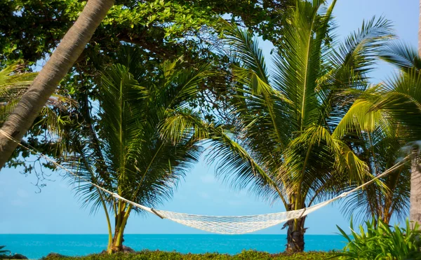 Αιώρα μεταξύ Palm Trees — Φωτογραφία Αρχείου