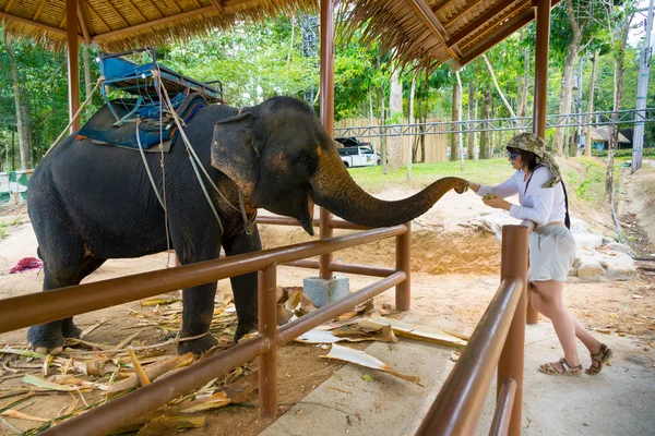 Jonge vrouw die olifant voedt — Stockfoto