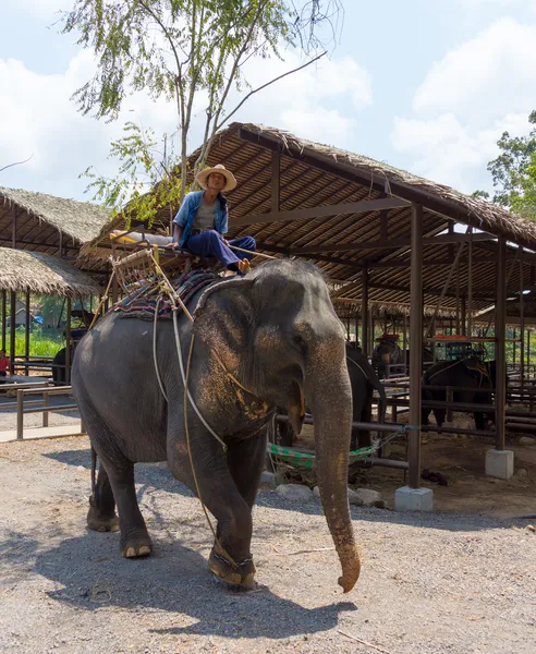 Equitazione elefante — Foto Stock