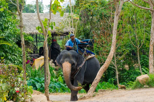 Equitación de elefantes — Foto de Stock