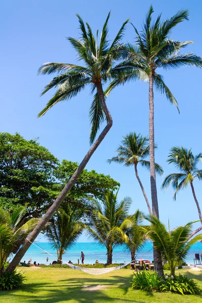 Hammock between palm trees — Stock Photo, Image