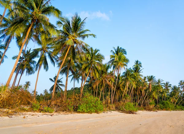 Нетронутый тропический пляж — стоковое фото