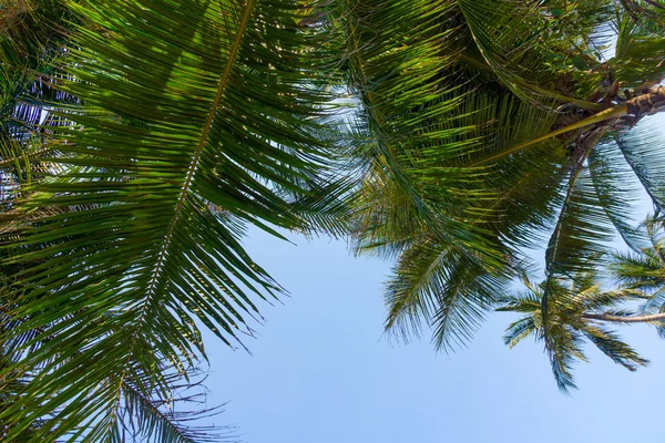 Palm tree leaves — Stock Photo, Image