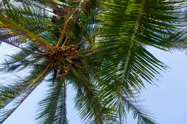 Foglie di palma — Foto Stock