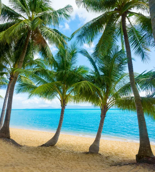 Нетронутый тропический пляж — стоковое фото