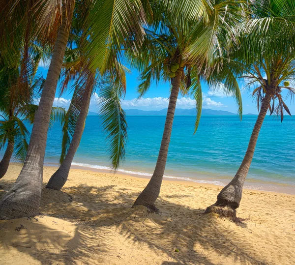 Spiaggia tropicale incontaminata — Foto Stock