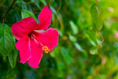 Kırmızı çiçek ebegümeci