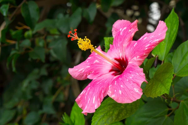Fiore rosa Hibiscus — Foto Stock