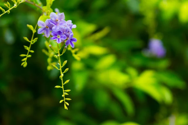 Tropical plants and flowers background — Φωτογραφία Αρχείου