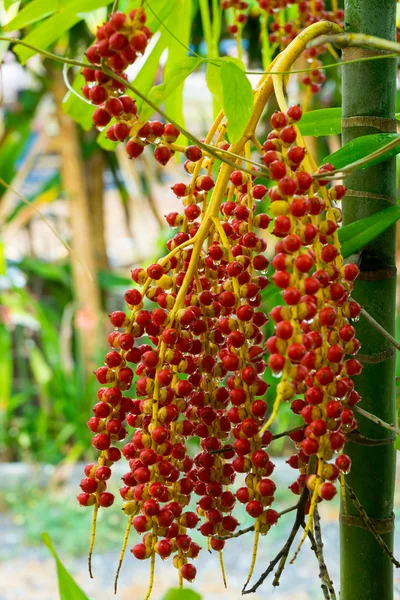 Plody tropické palmy — Stock fotografie