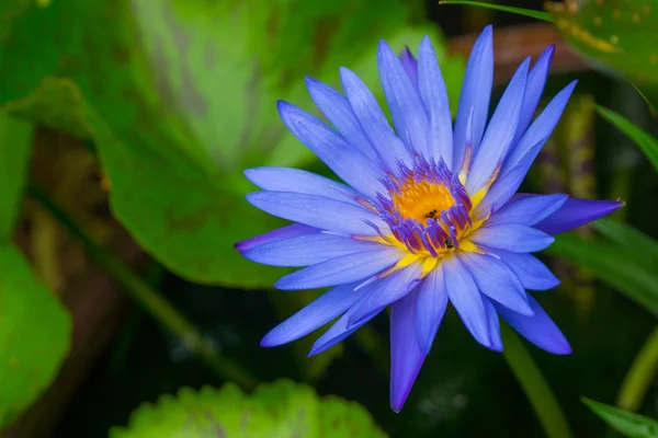 Flor de lótus azul — Fotografia de Stock