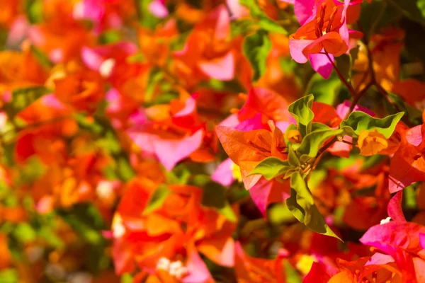 Piante tropicali e fiori di sfondo — Foto Stock