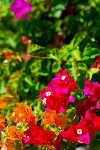 Piante tropicali e fiori di sfondo — Foto Stock