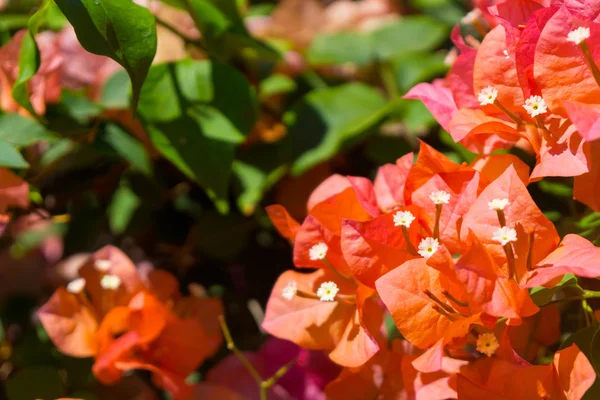 Piante tropicali e fiori di sfondo — Foto Stock