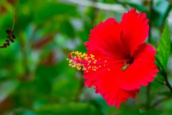 Fiore rosso Hibiscus — Foto Stock