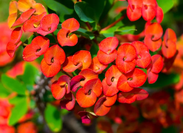 Piante tropicali e fiori di sfondo — Foto Stock