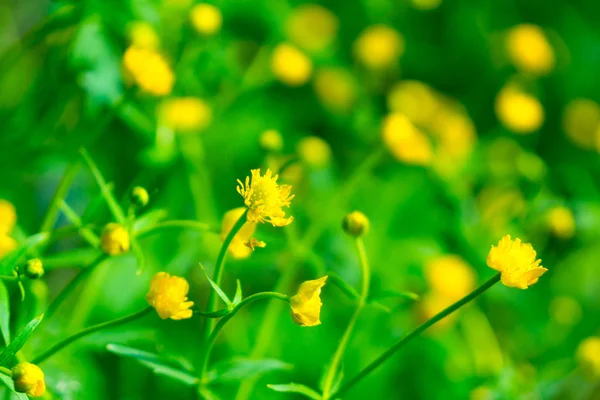 Små gula blommor — Stockfoto
