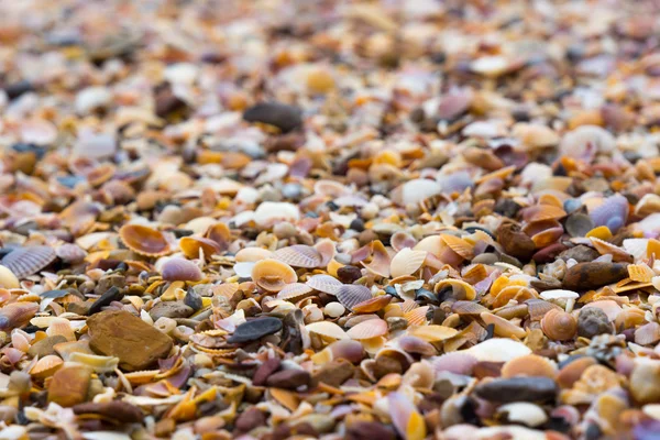 Shells on a beach — Stock Photo, Image