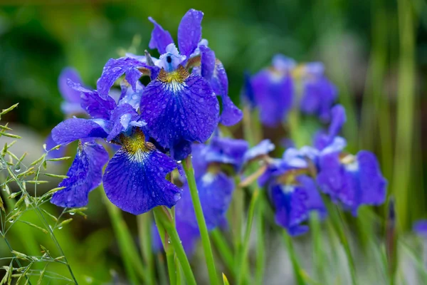 Iris i trädgården — Stockfoto