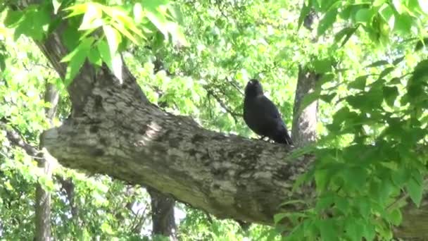 Oiseau sur la branche — Video