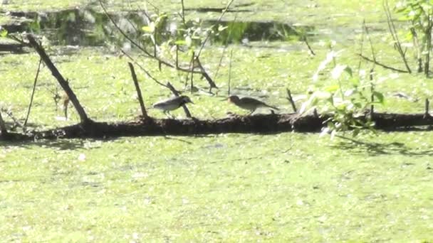 Πουλί που ταΐζει πουλάκι στη λίμνη — Αρχείο Βίντεο