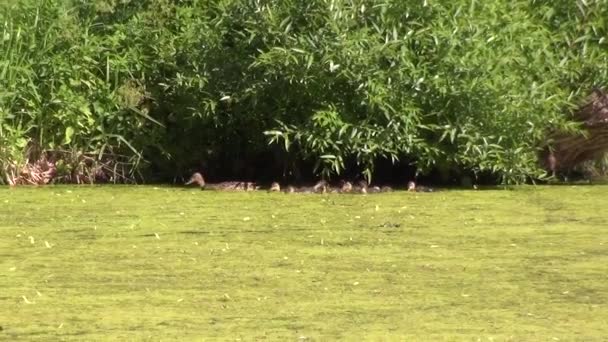 Eend met kuikens in de vijver — Stockvideo