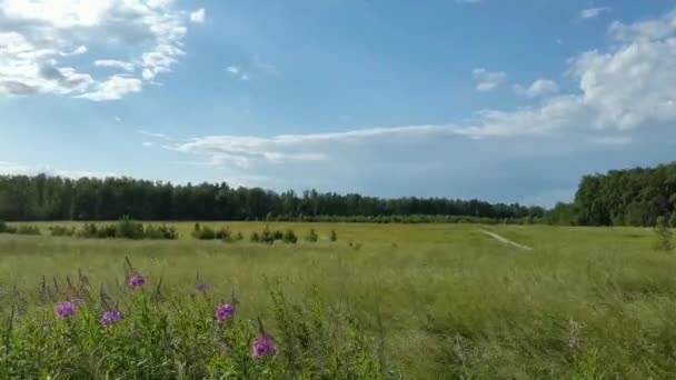 Land Russische Sommerlandschaft im Zeitraffer — Stockvideo