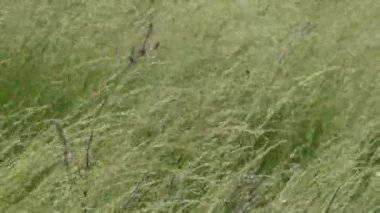 yüksek otların rüzgarla taşınması