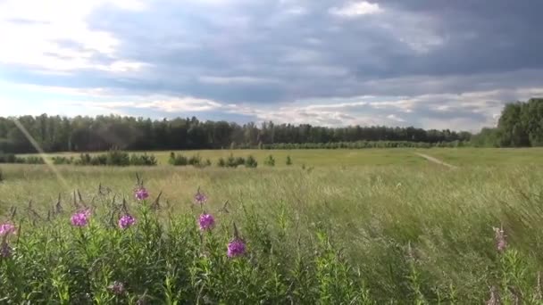 Land Russische Sommerlandschaft — Stockvideo