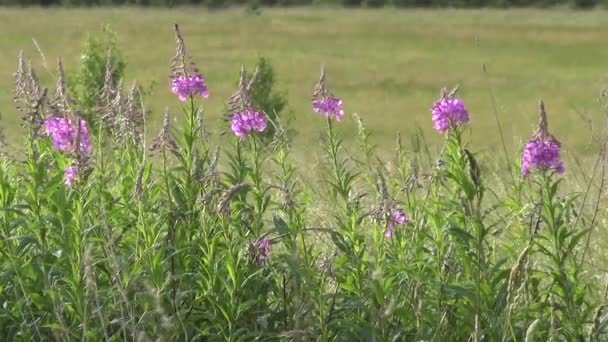 Willow herb (Ivan çay) chamaenerion — Stok video