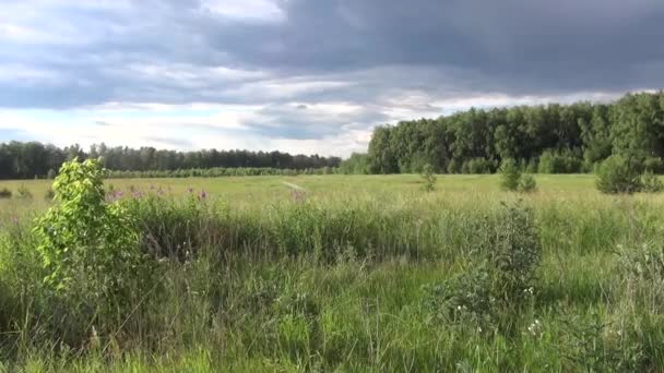 Land Russische Sommerlandschaft — Stockvideo