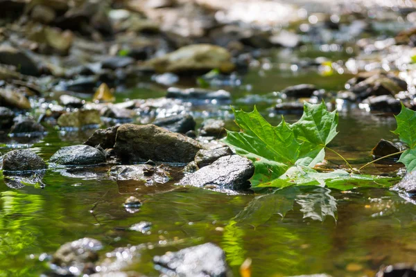 Fluxo de floresta montanhosa — Fotografia de Stock