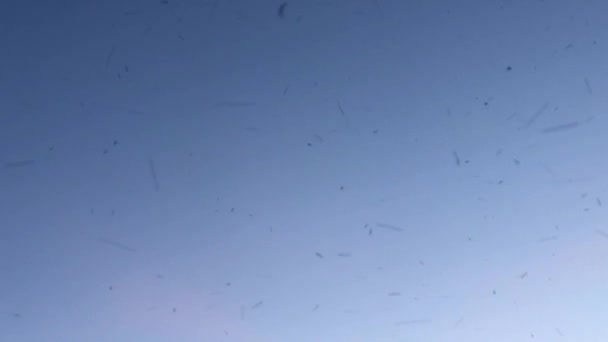 Рой комах у повітрі — стокове відео