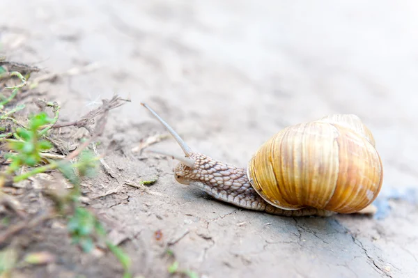 Snail crawling — Stock Photo, Image