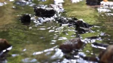 bir orman dere akan su