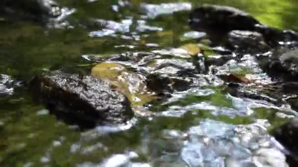 Вода, текущая в лесном ручье — стоковое видео