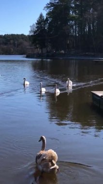 Parkta gölde yüzen kuğular