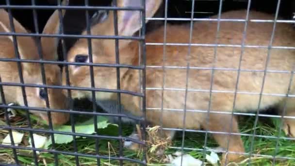 Χαριτωμένα κουνέλια τρώνε μέσα στο κλουβί — Αρχείο Βίντεο