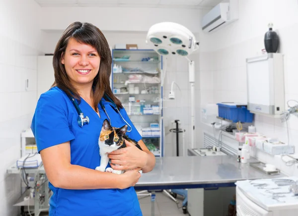 Mulher jovem veterinário inspeciona gato — Fotografia de Stock