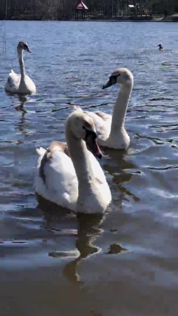 Cisnes nadando no lago no parque — Vídeo de Stock