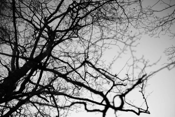 Baum mit blattlosen Ästen gegen den Himmel — Stockfoto