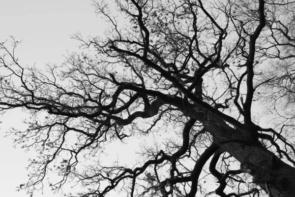 Arbre aux branches sans feuilles contre le ciel — Photo