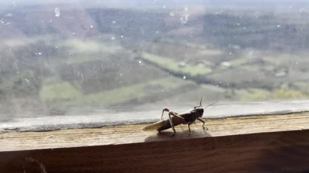 Gräshoppa kryper nära fönstret på dagtid — Stockvideo